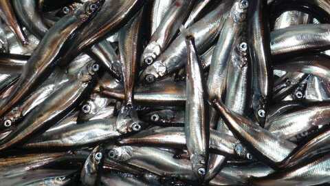 Lodde. Foto: Harald Gjøsæter / Havforskningsinstituttet