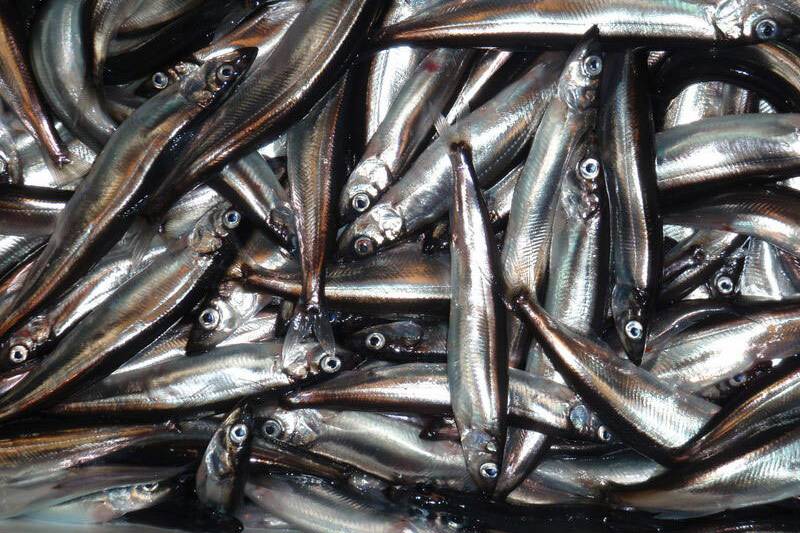 Lodde. Foto: Harald Gjøsæter / Havforskningsinstituttet