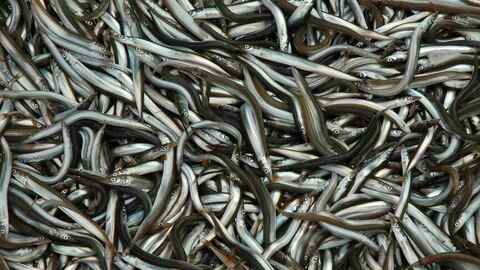 Tobis. Foto: Havforskningsinstituttet