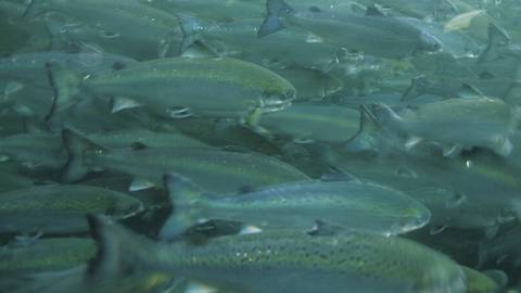 Laks i oppdrettsmerd. Foto: Havforskningsinstituttet