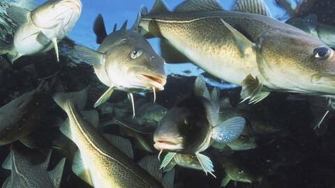 Torsk i oppdrettsmerd. Foto: Per Eide Studio / Norwegian Seafood Council