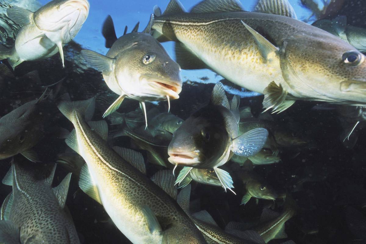 Torsk i oppdrettsmerd. Foto: Per Eide Studio / Norwegian Seafood Council