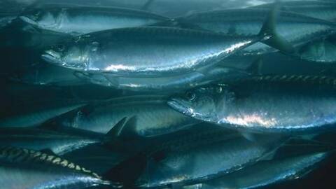 Makrell. Foto: Havforskningsinstituttet