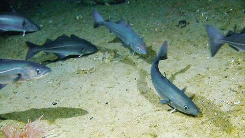 Sei ved havbunnen. Illustrasjonsfoto: Havforskningsinstituttet