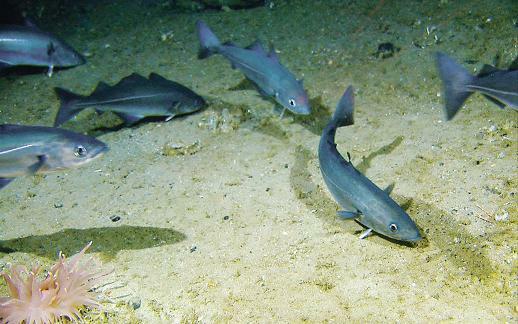 Sei ved havbunnen. Illustrasjonsfoto: Havforskningsinstituttet