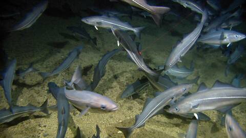 Illustrasjonsfoto: En seistim ved havbunnen. Foto: Havforskningsinstituttet