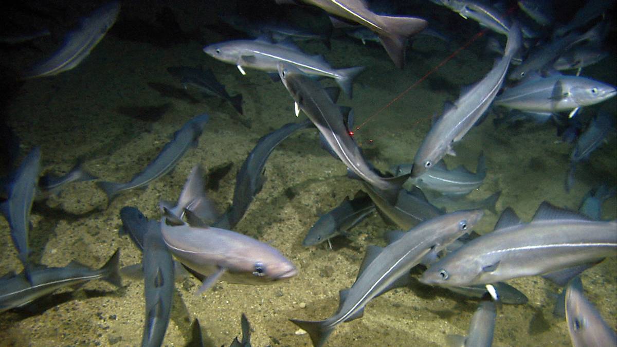 Illustrasjonsfoto: Seistim ved havbunnen. Foto: Havforskningsinstituttet