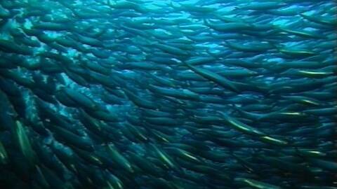 En sildestim. Illustrasjonsfoto: Havforskningsinstituttet