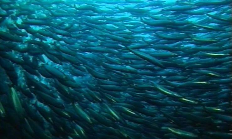 En sildestim. Illustrasjonsfoto: Havforskningsinstituttet