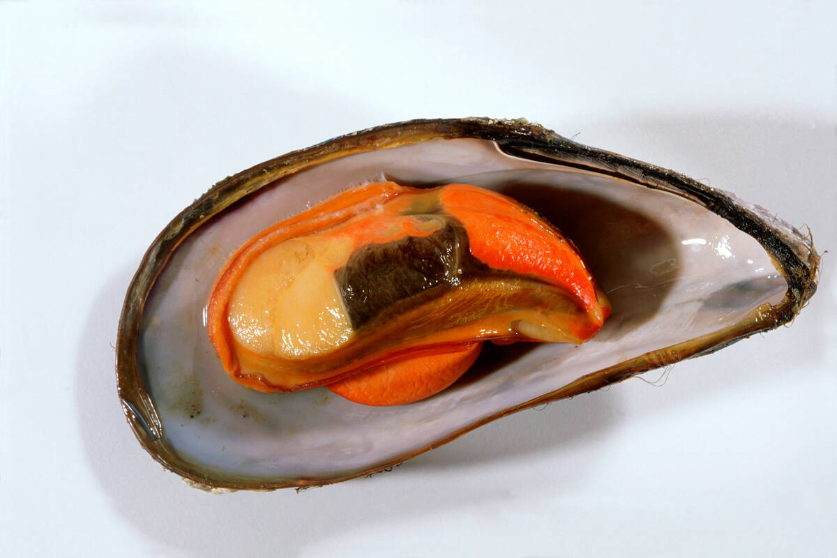 Eit opna halvt oskjel med innmat. Foto: Per Eide Studio / Norwegian Seafood Council