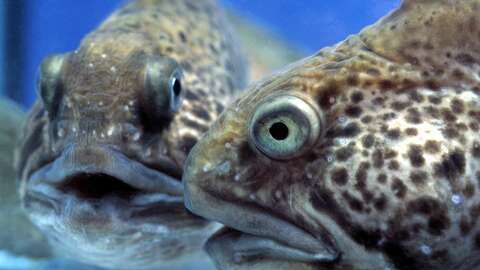 Ungfisk av flekksteinbit. Foto: Per Eide Studio / Norwegian Seafood Council