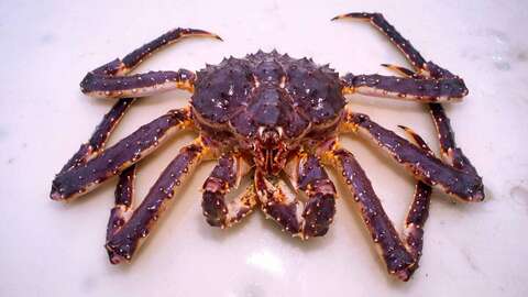 Kongekrabbe. Foto: Per Eide Studio / Norwegian Seafood Council