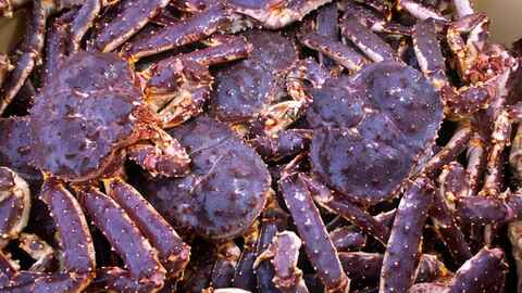 Kongekrabbe. Foto: Per Eide Studio / Norwegian Seafood Council