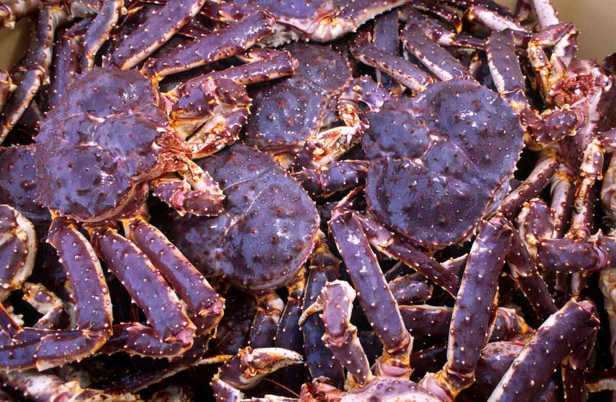 Kongekrabbe. Foto: Per Eide Studio / Norwegian Seafood Council