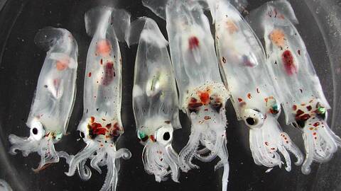 Gonatus sp. Foto Richard Young / Havforskningsinstituttet