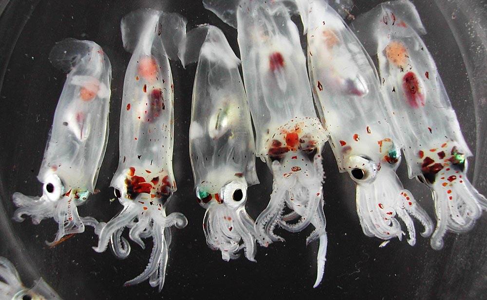 Gonatus sp. Foto Richard Young / Havforskningsinstituttet