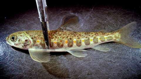 Arkivbilde av lakseyngel som undersøkes for om den er angrepet av parasitten Gyrodactylus salaris. Foto: Anders Gjørwad Hagen / NIVA