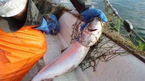 Laksefiske i sjø. Foto: Kristian B. Rian