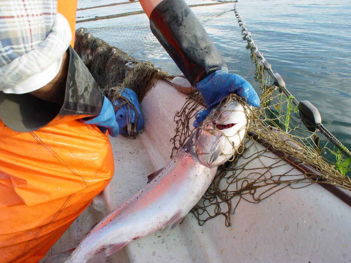 Laksefiske i sjø. Foto: Kristian B. Rian