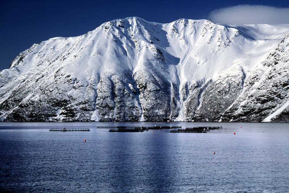 Illustrasjonsfoto: Per Eide Studio / Norwegian Seafood Council