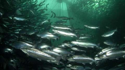 Foto: Erling Svensen / Havforskningsinstituttet