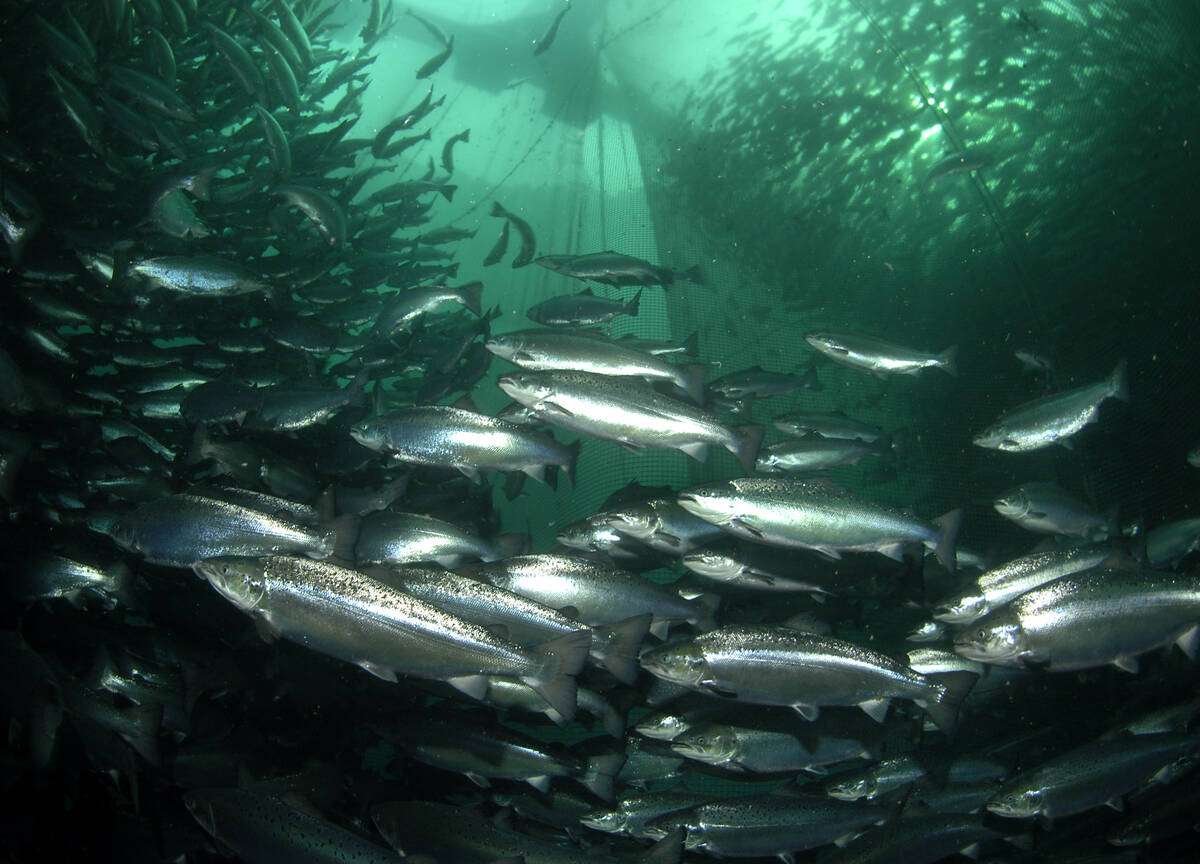 Foto: Erling Svensen / Havforskningsinstituttet