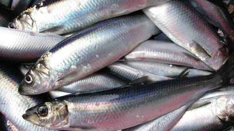 Nordsjøsild. Foto: Jan de Lange / Havforskningsinstituttet