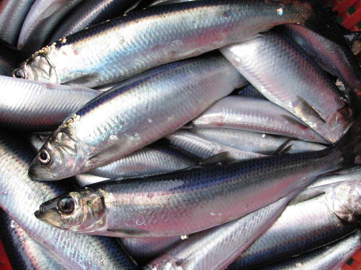 Nordsjøsild. Foto: Jan de Lange / Havforskningsinstituttet