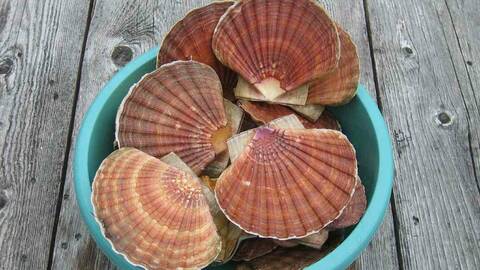 Stort kamskjell (Pecten maximus). Foto: Terje Hatlem / Fisk.no