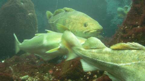 Kysttorsk. Foto: A. Karlsen / Havforskningsinstituttet