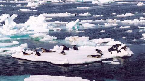 Grønlandssel på isflak. Illustrasjonsfoto: Kjell Tormod Nilssen / Havforskningsinstituttet