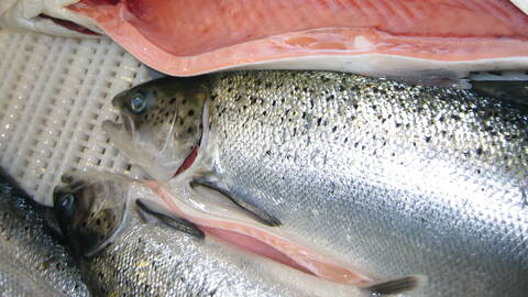 Sløyd laks. Foto: Terje Hatlem / Fisk.no