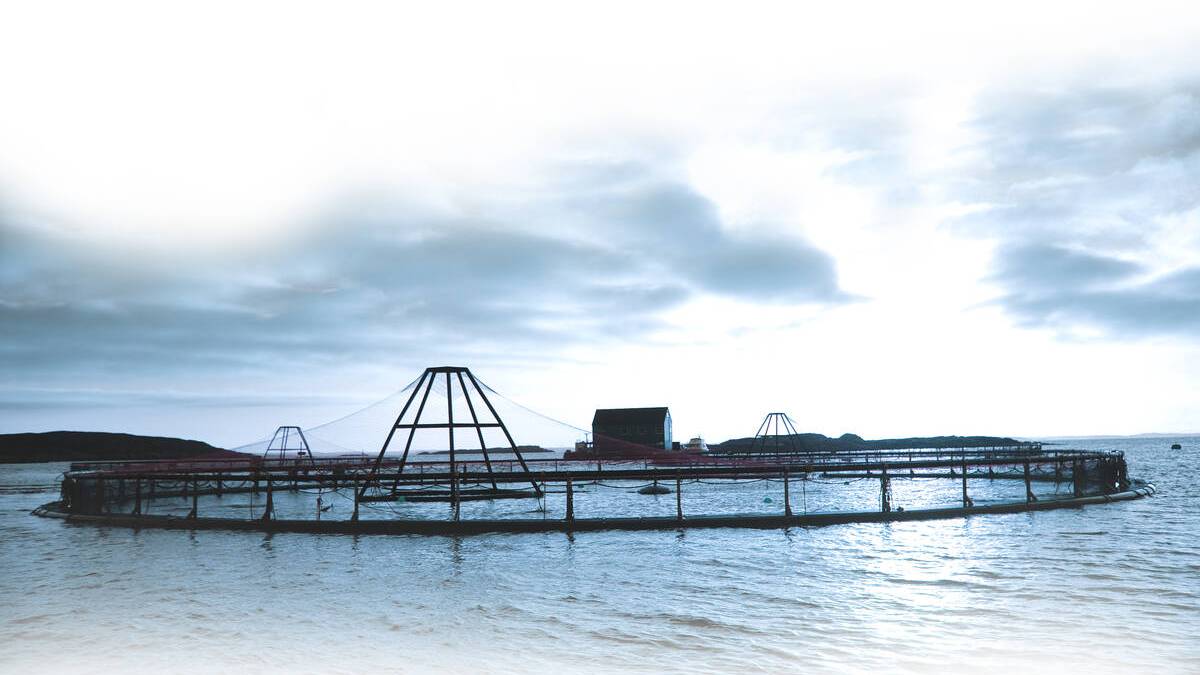 Merder på en av SalMars lokaliteter for fiskeoppdrett. Arkivfoto: SalMar ASA