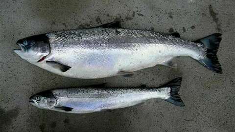 Arkivbilde: Sykdommen HSMB gir dårlig tilvekst. Her er en sammeligning mellom normal og syk fisk med samme alder. Foto: Trygve Poppe / Veterinærinstituttet 