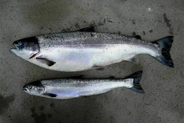 Arkivbilde: Sykdommen HSMB gir dårlig tilvekst. Her er en sammeligning mellom normal og syk fisk med samme alder. Foto: Trygve Poppe / Veterinærinstituttet 