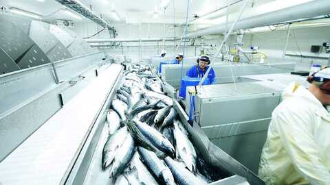 Slakting av laks. Arkivfoto: Tom Haga / Norwegian Seafood Council