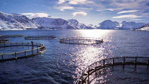 Illustrasjonsfoto: Per Eide Studio / Norwegian Seafood Council