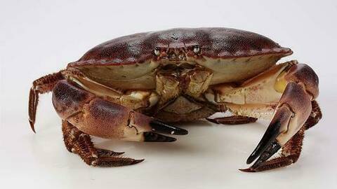 Krabbe (taskekrabbe). Foto: Havforskningsinstituttet