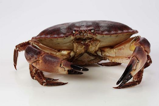 Krabbe (taskekrabbe). Foto: Havforskningsinstituttet