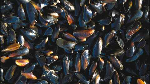 Illustrasjonsfoto: Blåskjell. Foto: Havforskningsinstituttet