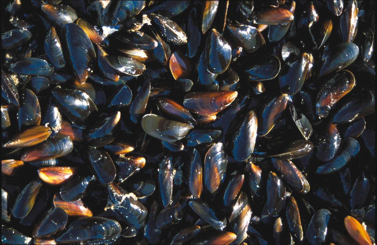 Blåskjell. Arkivfoto: Havforskningsinstituttet