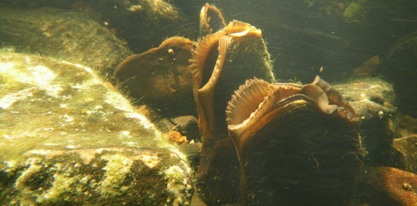 Elvemusling (Margaritifera margaritifera). Foto: Bjørn Mejdell Larsen / NINA