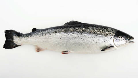 Illustrasjonsfoto: Tom Haga / Norwegian Seafood Council