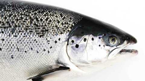 Laks. Foto: Tom Haga / Norwegian Seafood Council