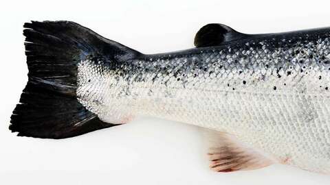 Illustrasjonsfoto: Tom Haga / Norwegian Seafood Council