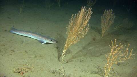 Bambuskorall og blålange. Foto: Havforskningsinstituttet
