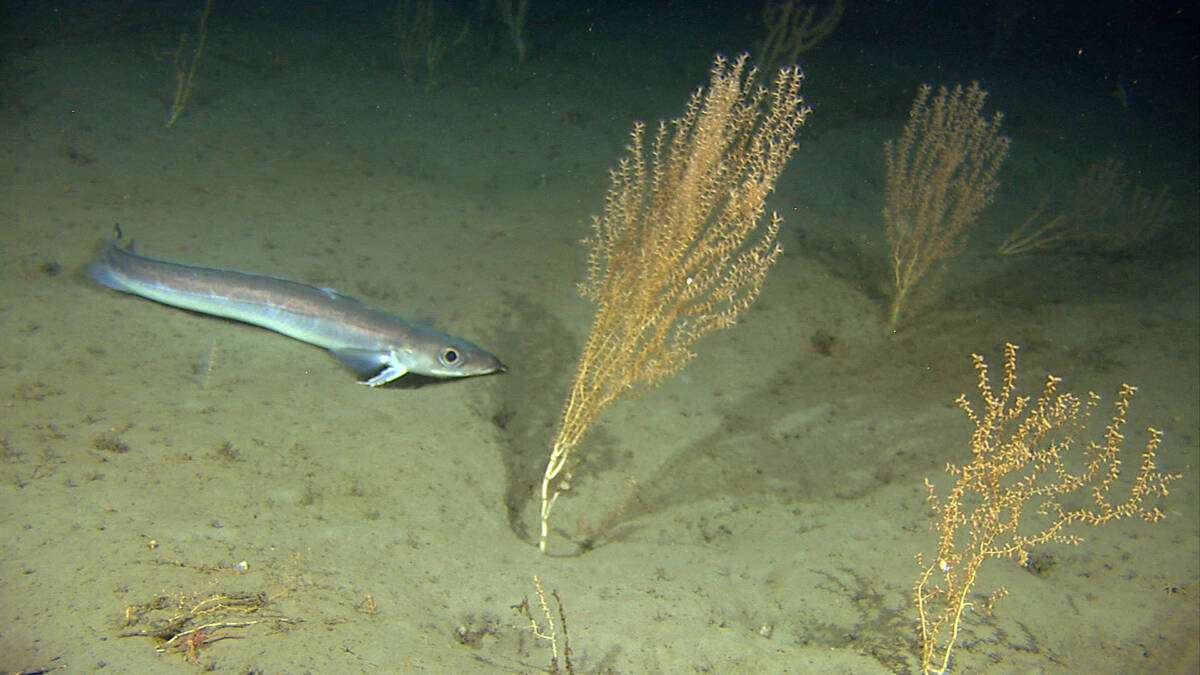 Bambuskorall og blålange. Foto: Havforskningsinstituttet