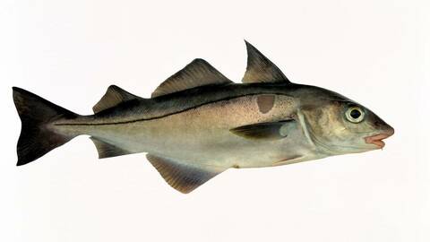 Hyse. Foto: Eiliv Leren / Norwegian Seafood Council