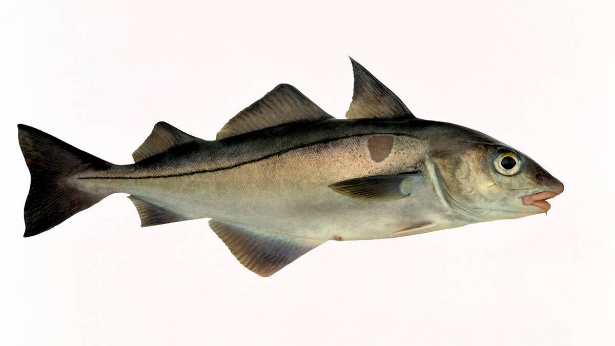 Hyse. Foto: Eiliv Leren / Norwegian Seafood Council