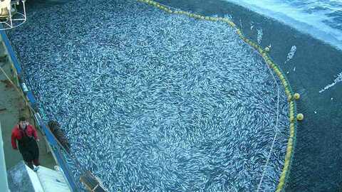 Et sildekast. Illustrasjonsfoto: Lars Olav Lie / Fiskebåt